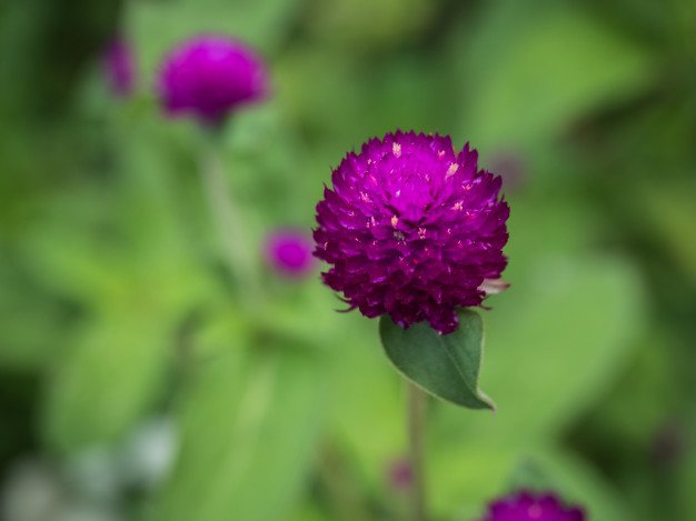 flower seeds Gomphrena Globosa Viola, 50 seeds  #ABG17