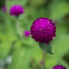 flower seeds Gomphrena Globosa Viola, 50 seeds  #ABG17