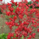 50 flower Seeds  Coral Bells  Heuchera  Firefly   #ABG17