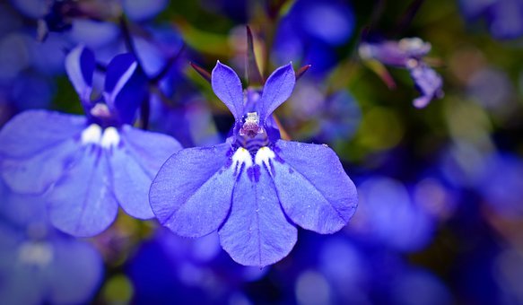 Lobelia  Blue Carpet, 100 flower Seeds  #ABG17