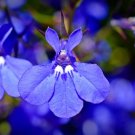 Lobelia  Blue Carpet, 100 flower Seeds  #ABG17