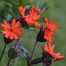 flower seeds Lychnis  Arkwrightii Vesuvius, 50 seed #ABG17