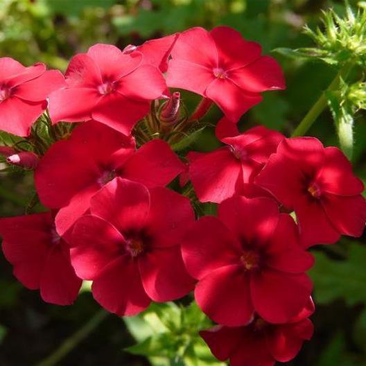 200 Seeds  Phlox-Red Drummondii Compacta, easy to grow #ABG17