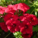 200 Seeds  Phlox-Red Drummondii Compacta, easy to grow #ABG17