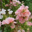 100 flower seeds  Godetia  Sybil Grandiflora, easy to grow #ABG17