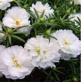 flower seeds Moss Rose  Portulaca White, 200 Seeds #ABG17