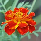 25  seeds Marigold Flamme  Tagetes Patula, easy to grow   #ABG17