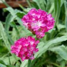 flower seeds Lychnis  Alpina, 50 Seeds #ABG17