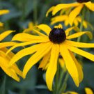 flower seeds Rudbeckia Hirta Marmalade,100  seeds #ABG17