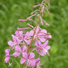 flowers seeds Fireweed Willowherb Epilobum, 100 seeds #ABG17
