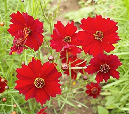 200 flower Seeds  Coreopsis  Red Dwarf,easy to grow  #ABG17