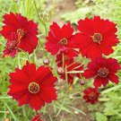 200 flower Seeds  Coreopsis  Red Dwarf,easy to grow  #ABG17