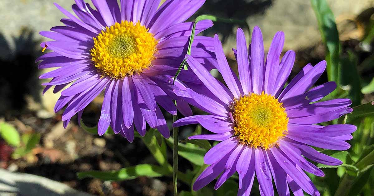 flower seeds Aster New England, 100 Seeds  #ABG17