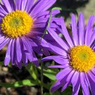 flower seeds Aster New England, 100 Seeds  #ABG17