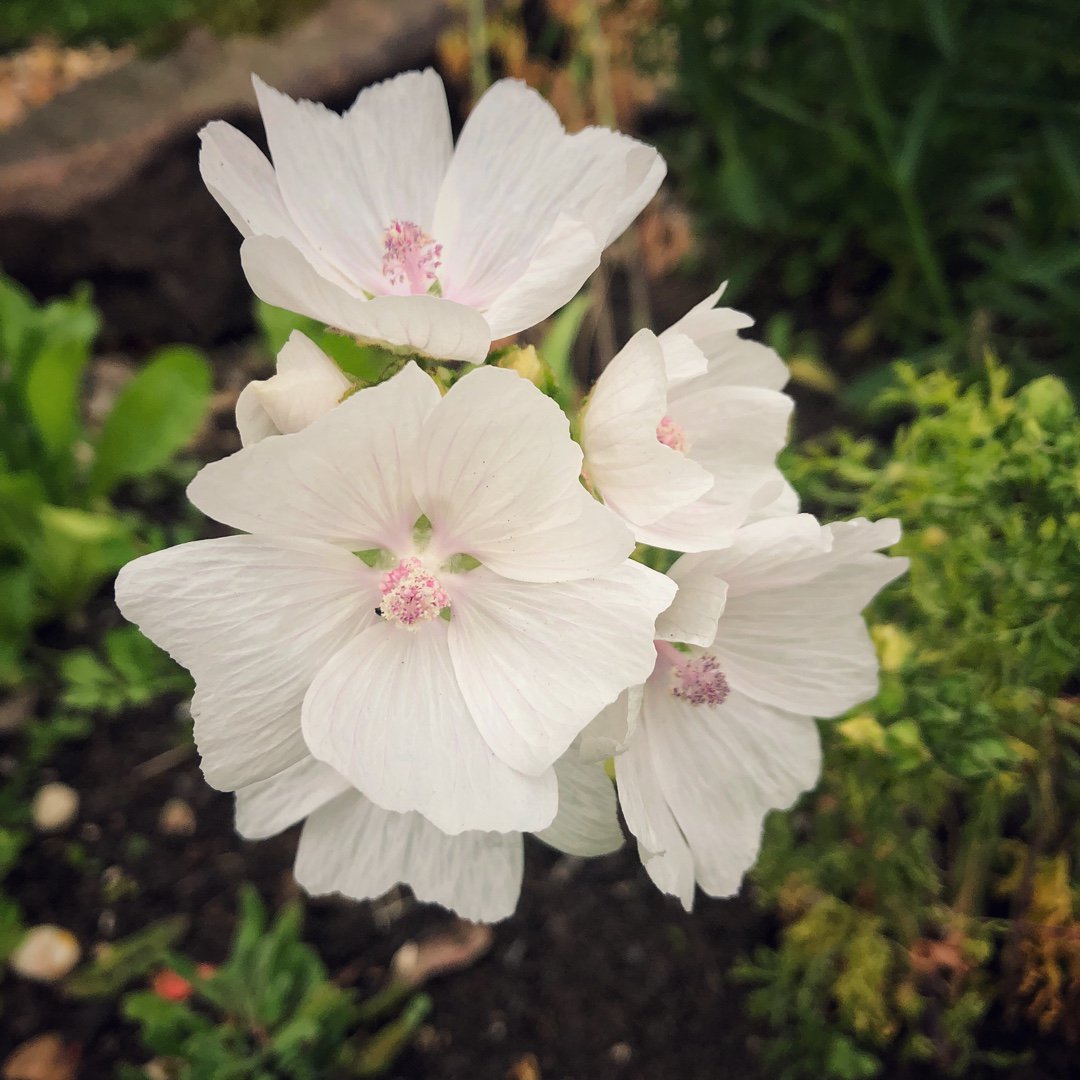50  flower seeds   Malva Moschata  Bianco, easy to grow  #ABG17