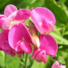 15 seeds Sweet Peas  Pearl Pink,flower seeds #ABG17