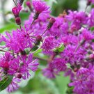 200 flower Seeds Ironweed- Vernonia Fasciculata, easy to grow  #ABG17