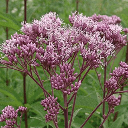 200 Seeds,Joe Pye Weed Eupatorium, easy to grow   #ABG17