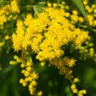 100 flower Seeds  Solidago Goldenrod, easy to grow  #ABG17