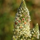flower seeds  Mignonette Machet Reseda Odorata, 100 Samen  #ABG17