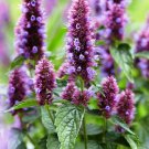 flower seeds Hyssop Lavender  Agastache,50 Seeds #ABG17