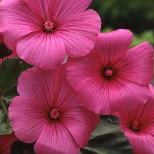 100 Seed Rose Mallow  Lavetera  Loveliness , great for gardening #ABG17