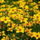 50 flower Seeds  Marigold  Bur Bidens Aurea, easy to grow #ABG17
