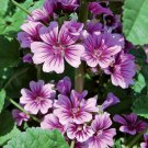 25 flower Seeds Malva Zebrinan,easy to grow #ABG17