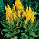 25 Seeds Celosia  Plumosa Glitters  Yellow color,easy to grow #ABG17