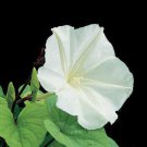 25 flower Seeds  Moonflower,easy to grow   #ABG17