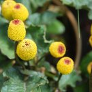 100 Seeds Toothache Plant- Spilanthes Oleracea,easy to grow   #ABG17