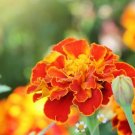 Marigold  Tagetes Erecta  Orange color,50 Graines seeds   #ABG17