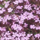 flower seeds Soapwort Saponaria Rosa, 100 seeds  #ABG17