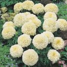 25 Seeds,Marigold Tagetes Erecta White color  #ABG17