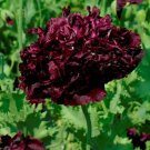 flower seedss Peony Poppy Black,100 Seeds  #ABG17