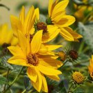 flower seeds Sunflower yellow color Maximillian, 100  Seeds #ABG17