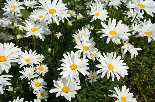 100 seeds Shasta Daisy Chrysanthemum Maximum #ABG17