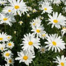 100 seeds Shasta Daisy Chrysanthemum Maximum   #ABG17