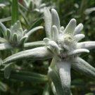 Edelweiss Leontonpodium  flower seeds, 100 Seeds  #ABG17