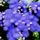 blue tycoom ageratu,50 seeds  #ABG16