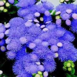 blue tycoom ageratu,50 seeds  #ABG16