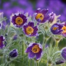 20 flowers seeds,violet blue pulsatilla pasque,great  for gardening #ABG16