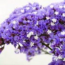 statice purple attraction 50 flowers seeds,easy to grow #ABG16