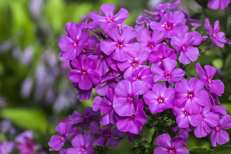 Flower Seeds Fragrant Violet Phlox 30 Seeds Abg16