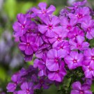 flower seeds fragrant violet phlox,30 seeds #ABG16