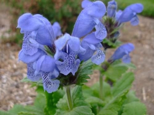 dragon head dracocephalum,50 flowers seeds  #ABG16