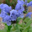 dragon head dracocephalum,50 flowers seeds  #ABG16