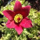 red pulsatilla pasque,20 flowers seeds  #ABG16