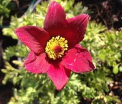 red pulsatilla pasque,20 flowers seeds  #ABG16