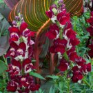antirrhinum night and day snapdragon,30 flowers seed  #ABG16